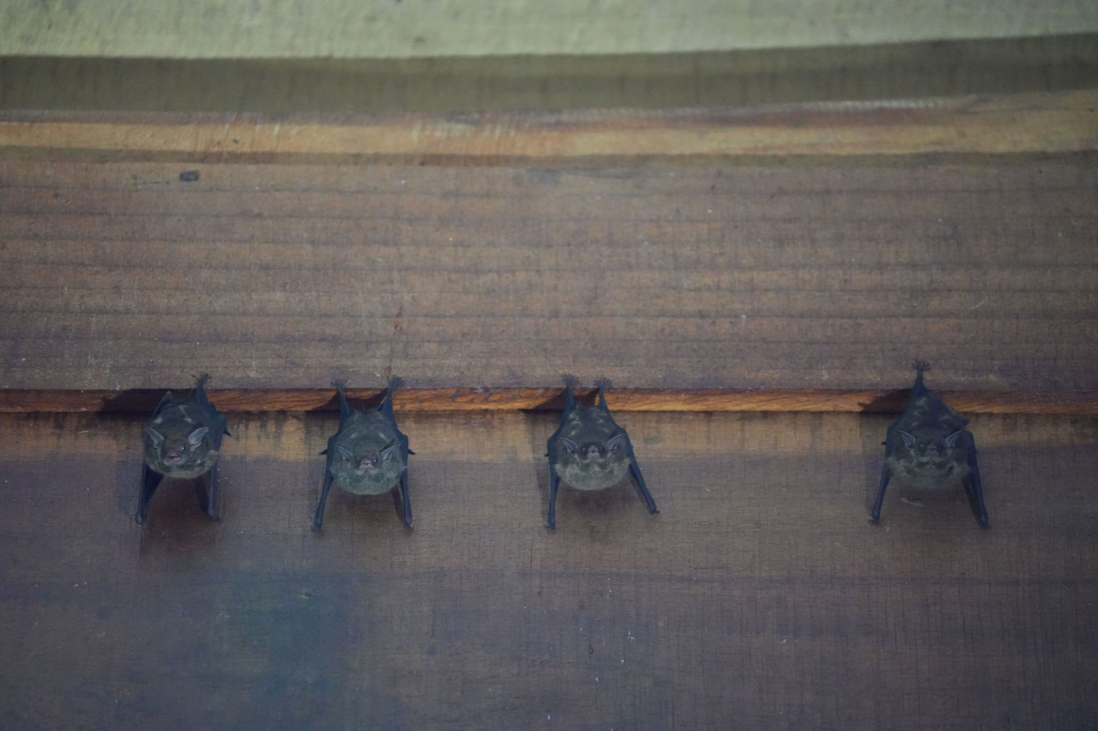 Proboscis Bat