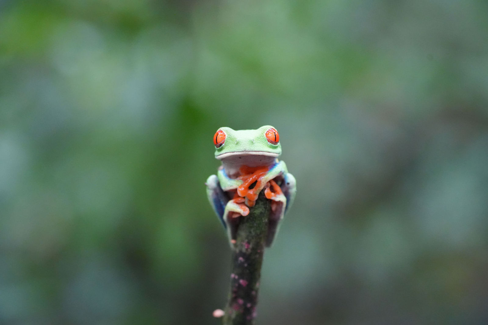 Red-eyed Tree Frog