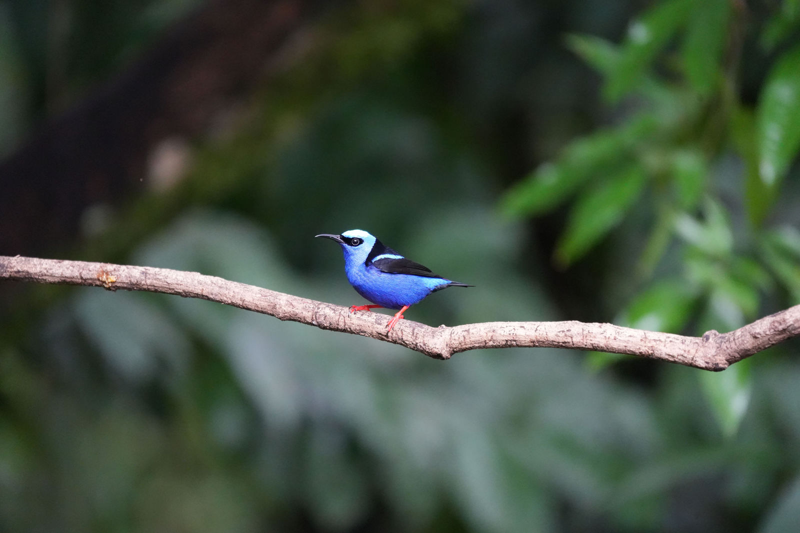 Red-legged Honeycreeper