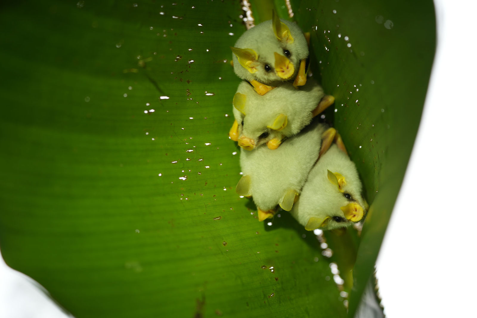 Honduran White Bat