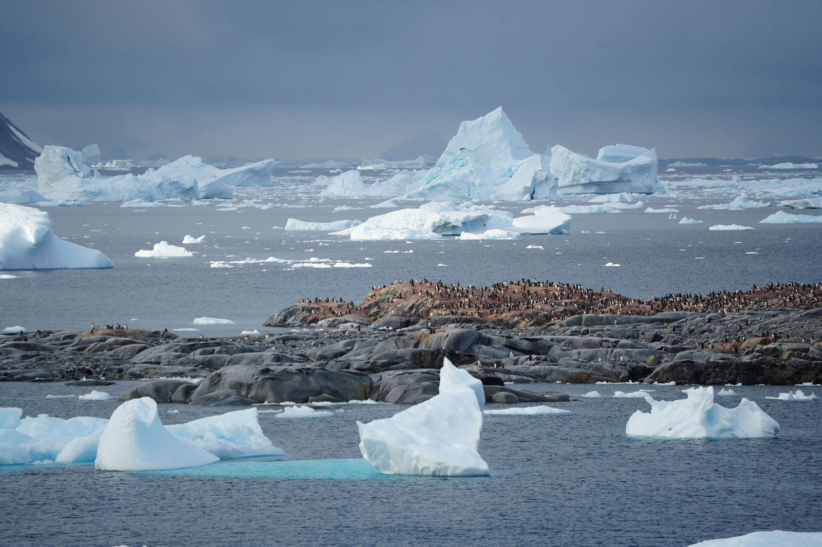 Gentoo Penguins