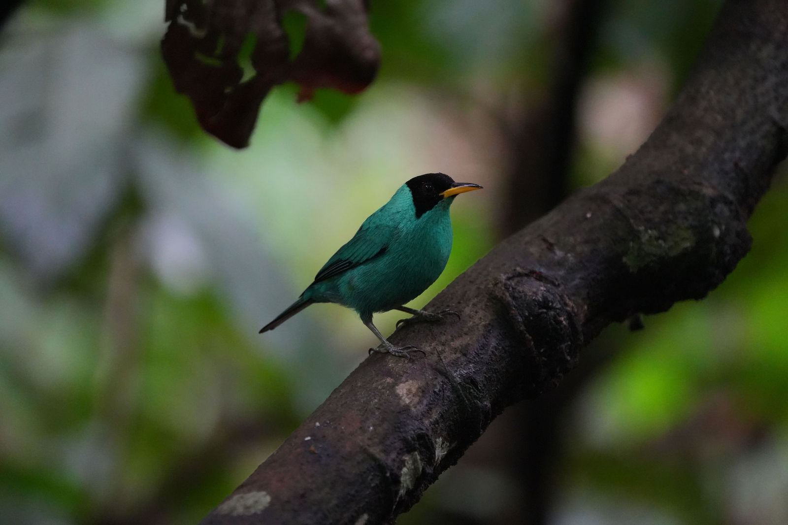 Green Honeycreeper