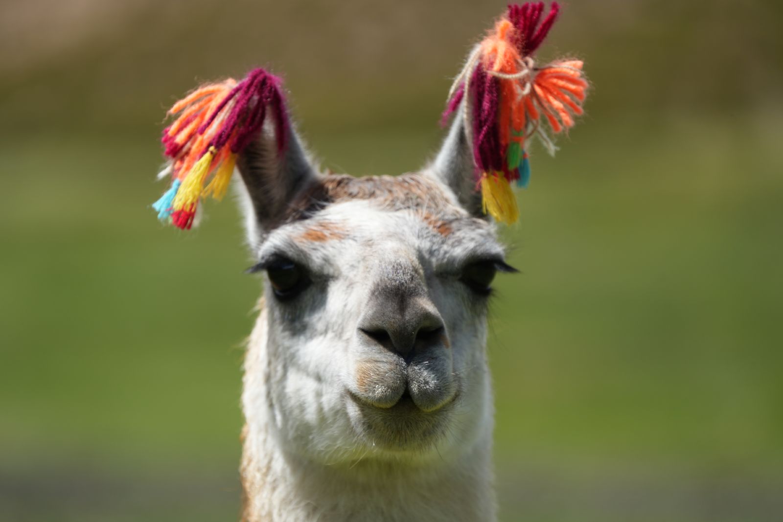 Llama