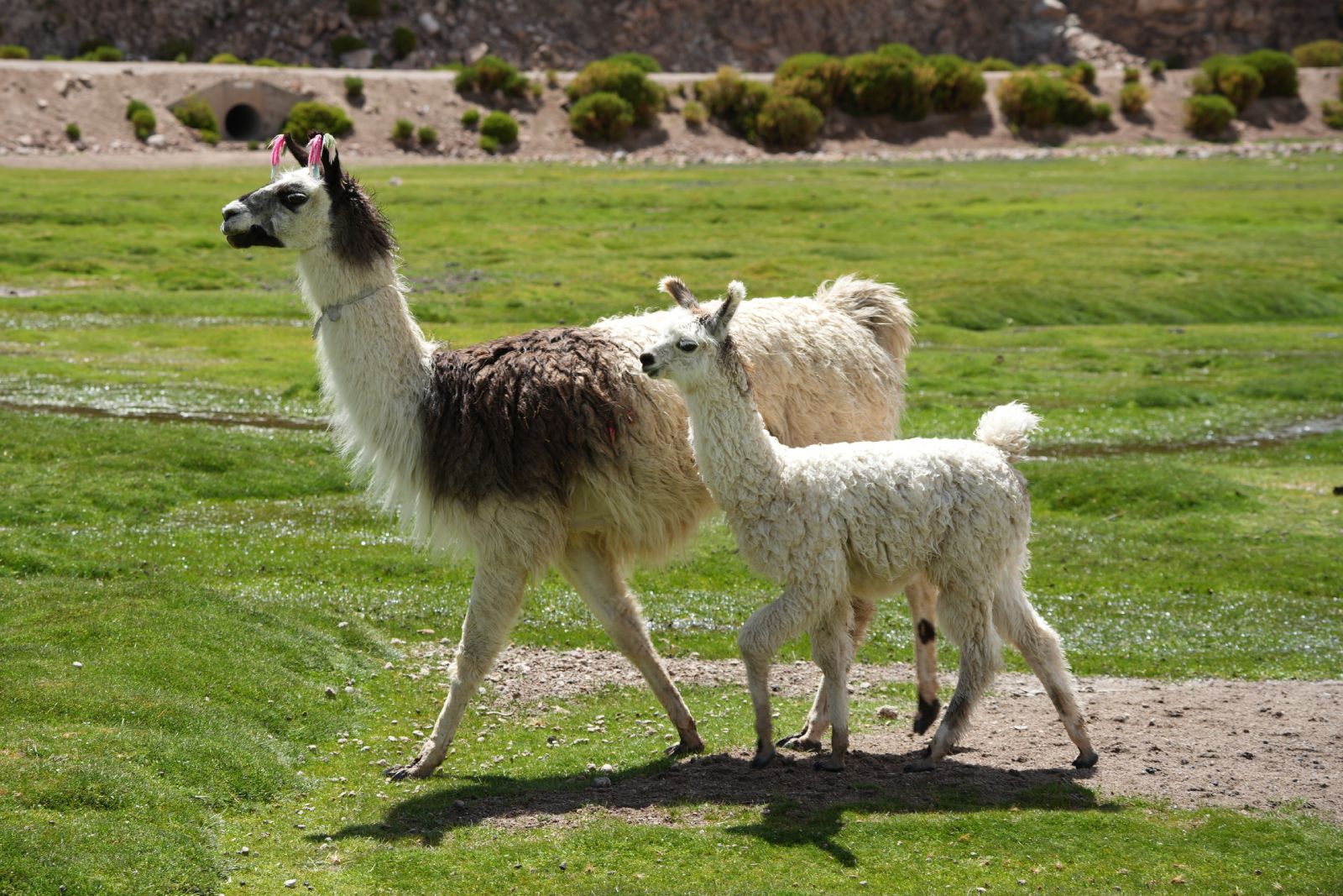 Llamas