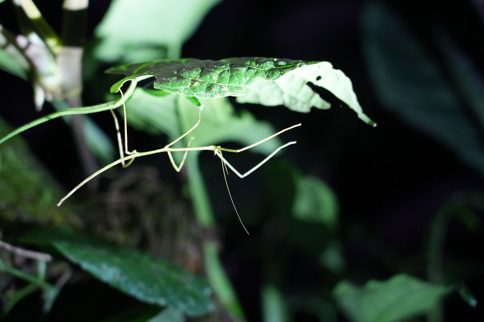 Stick Insect