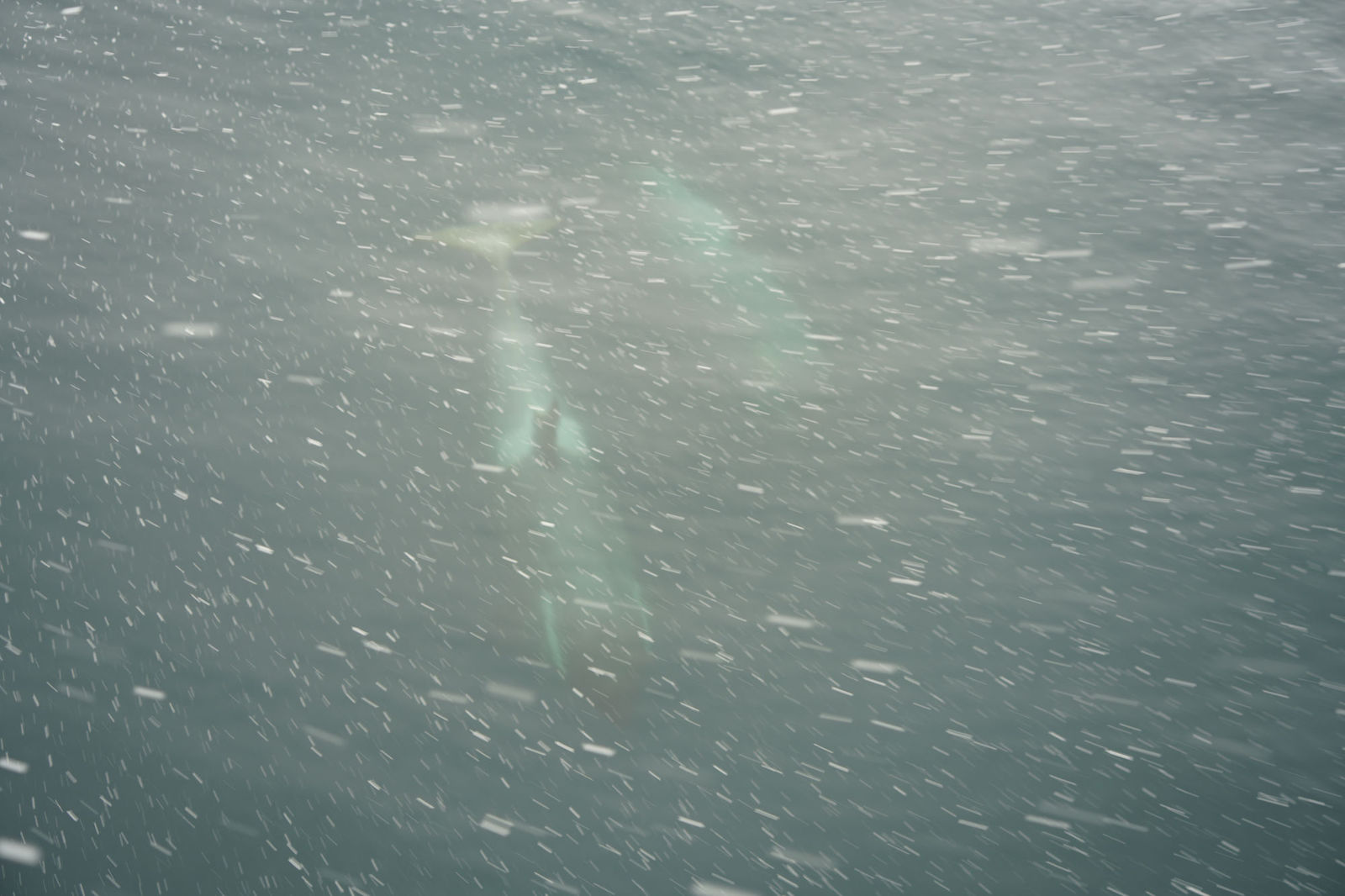 Orcas