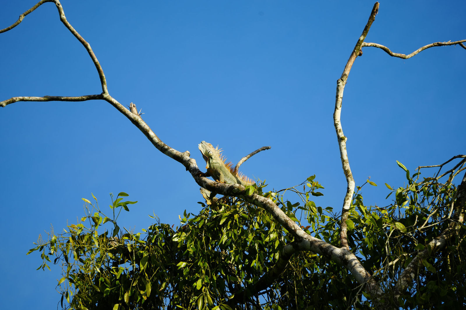 Green Iguana