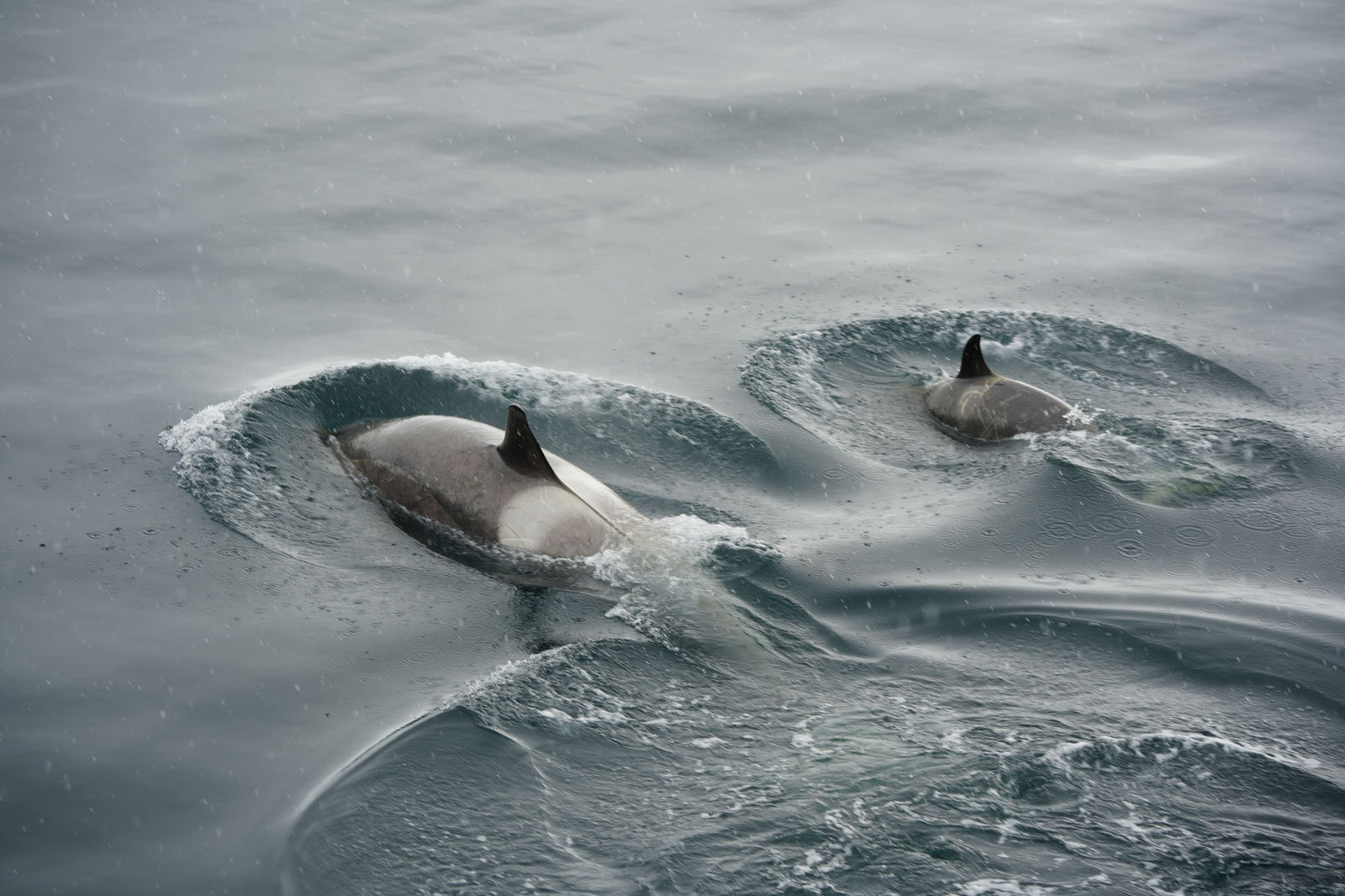 Orcas