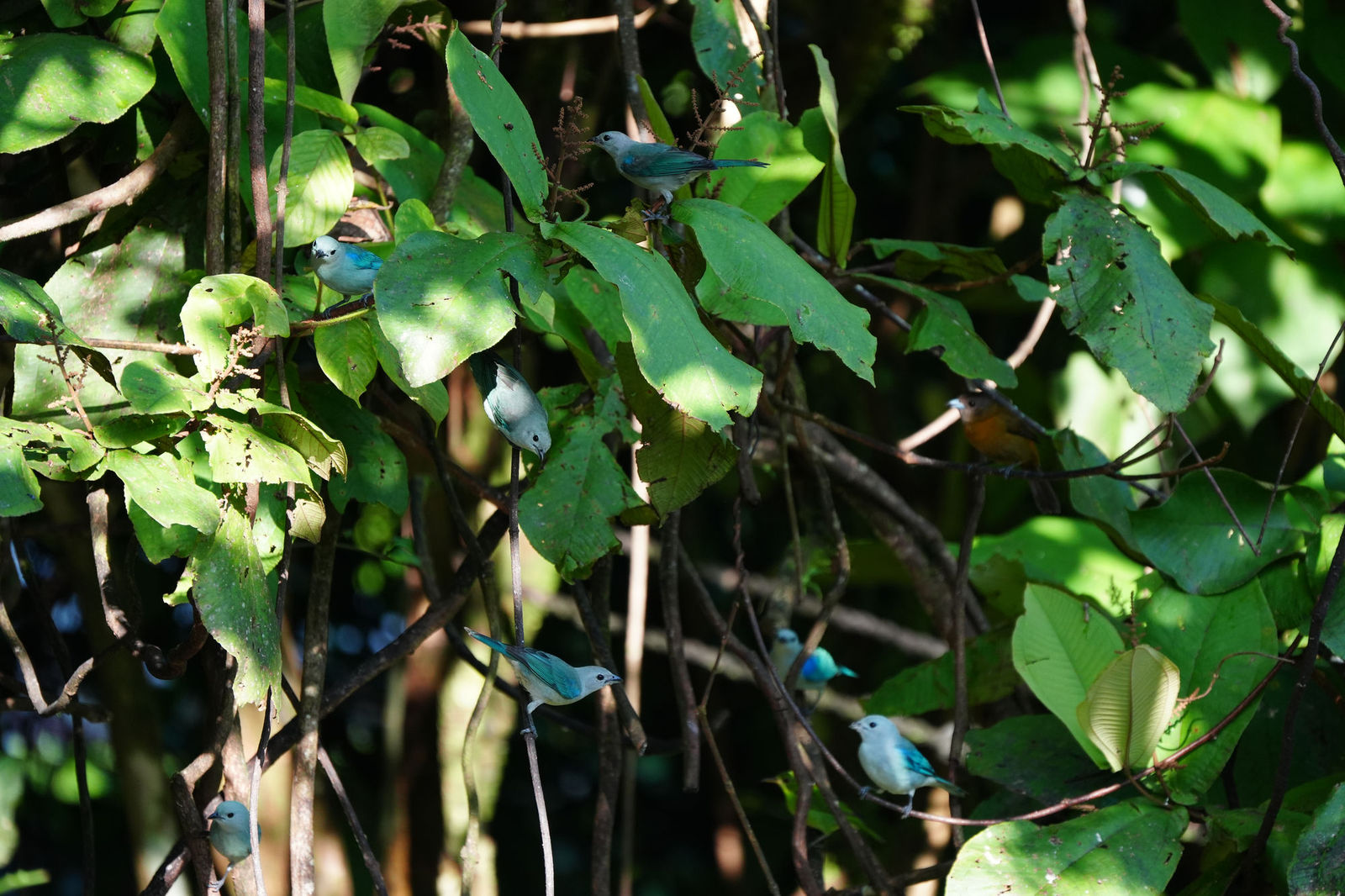 Blue-gray Tanager