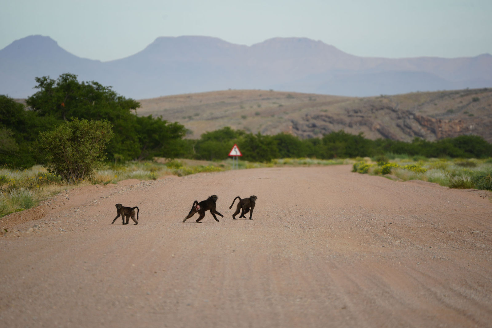 Chacma Baboons