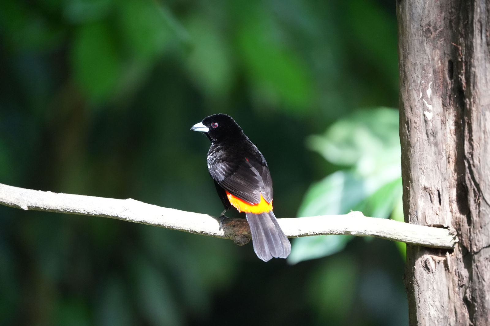 Cherrie's Tanager