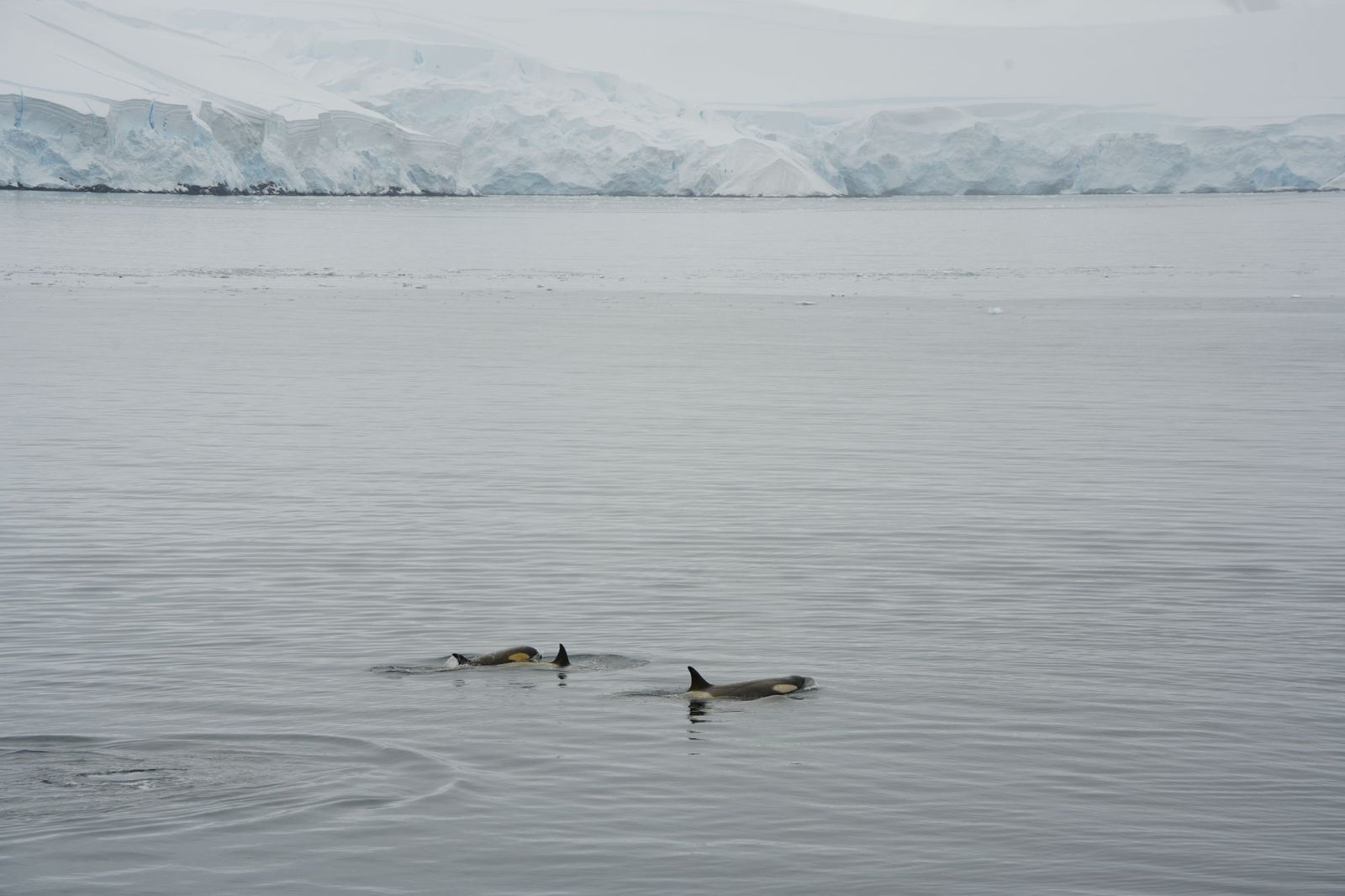 Orcas