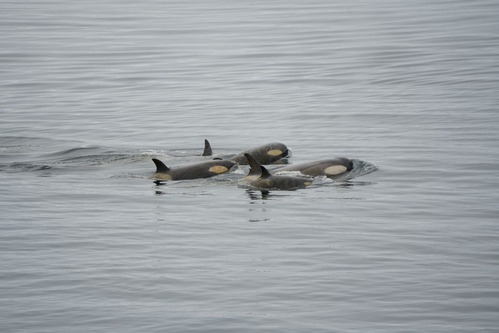 Orcas