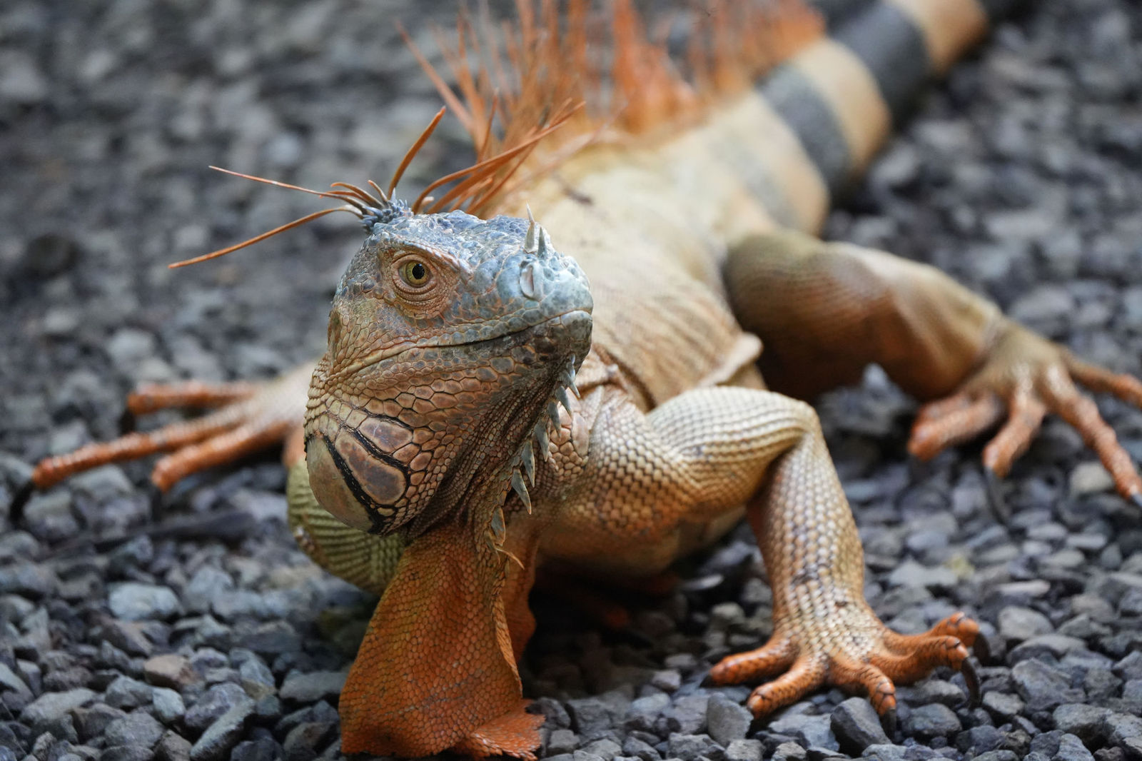 Green Iguana