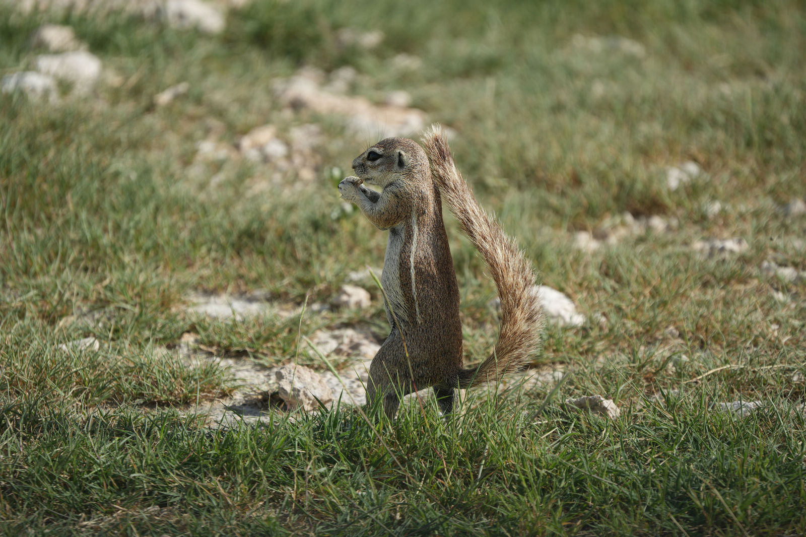 Cape Ground Squirrel
