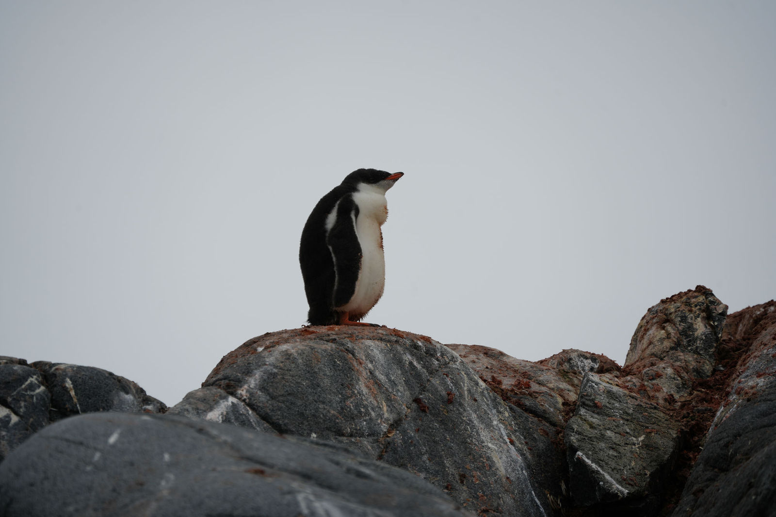 Gentoo Penguin