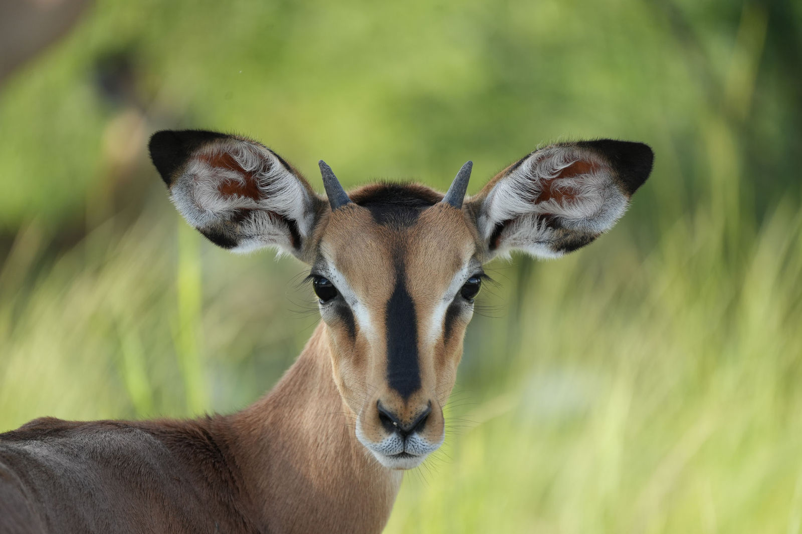 Black-Faced impala
