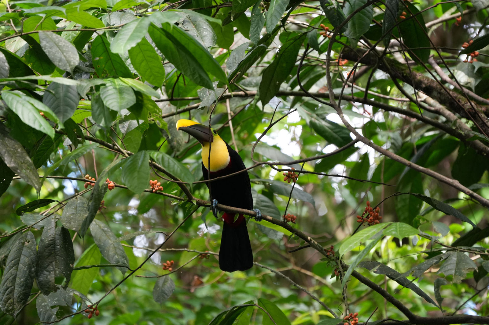 Yellow-throated Toucan