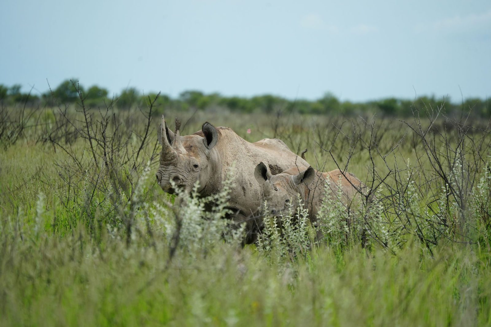 Black Rhinos