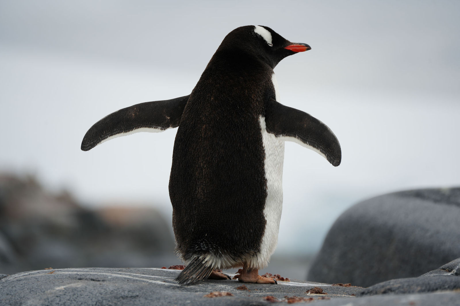 Gentoo Penguin