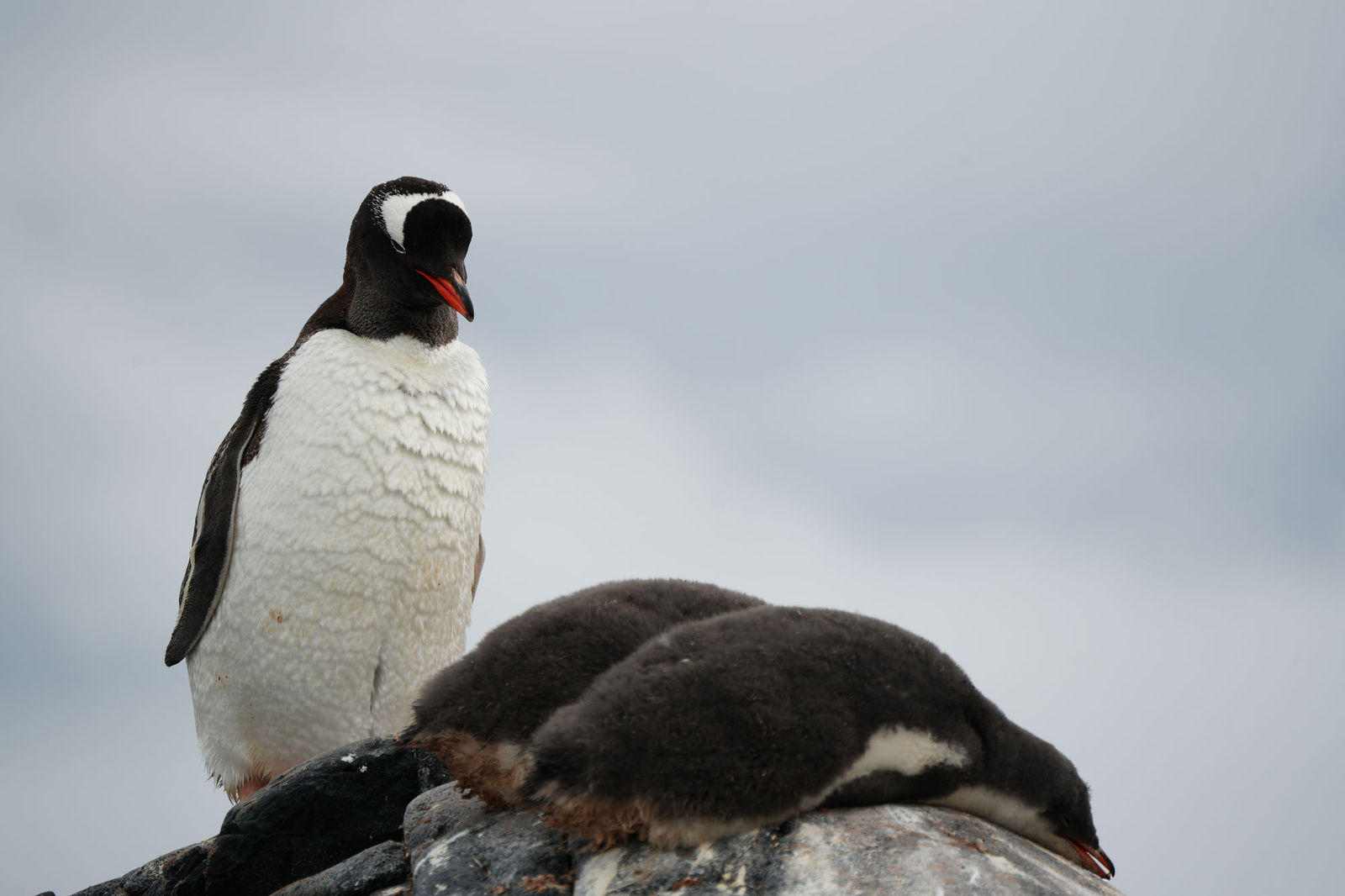 Gentoo Penguin