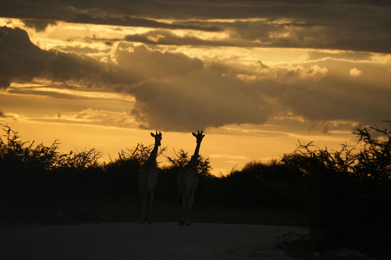 Etosha National Park