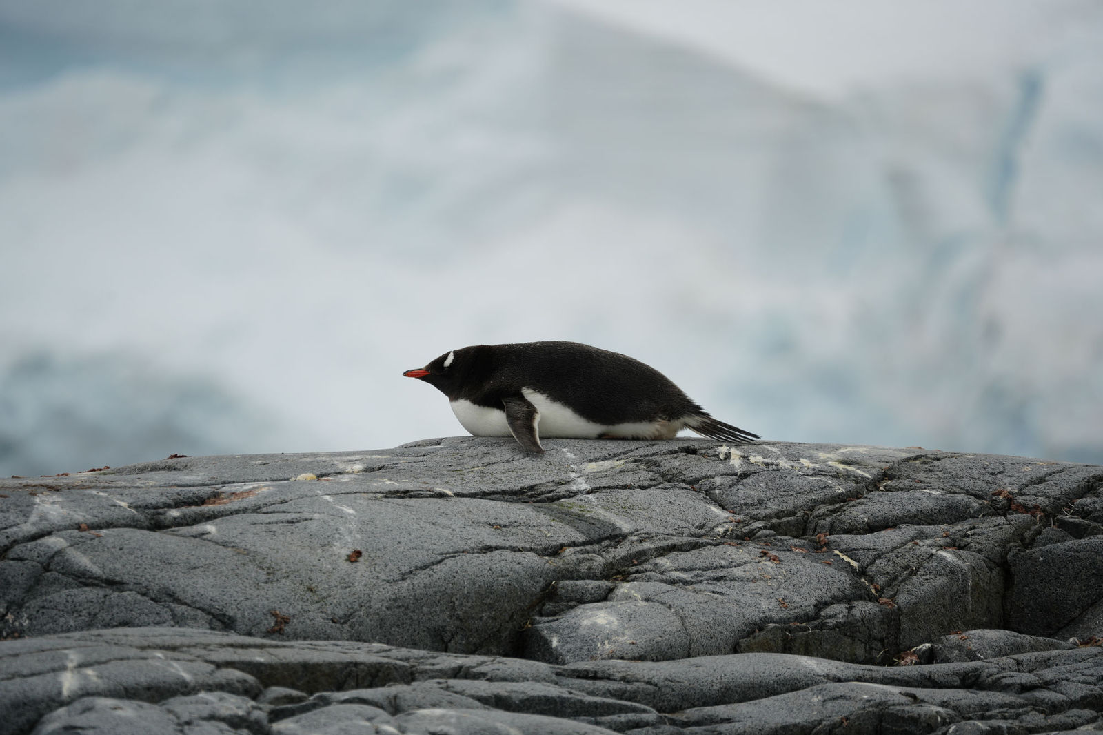 Gentoo Penguin