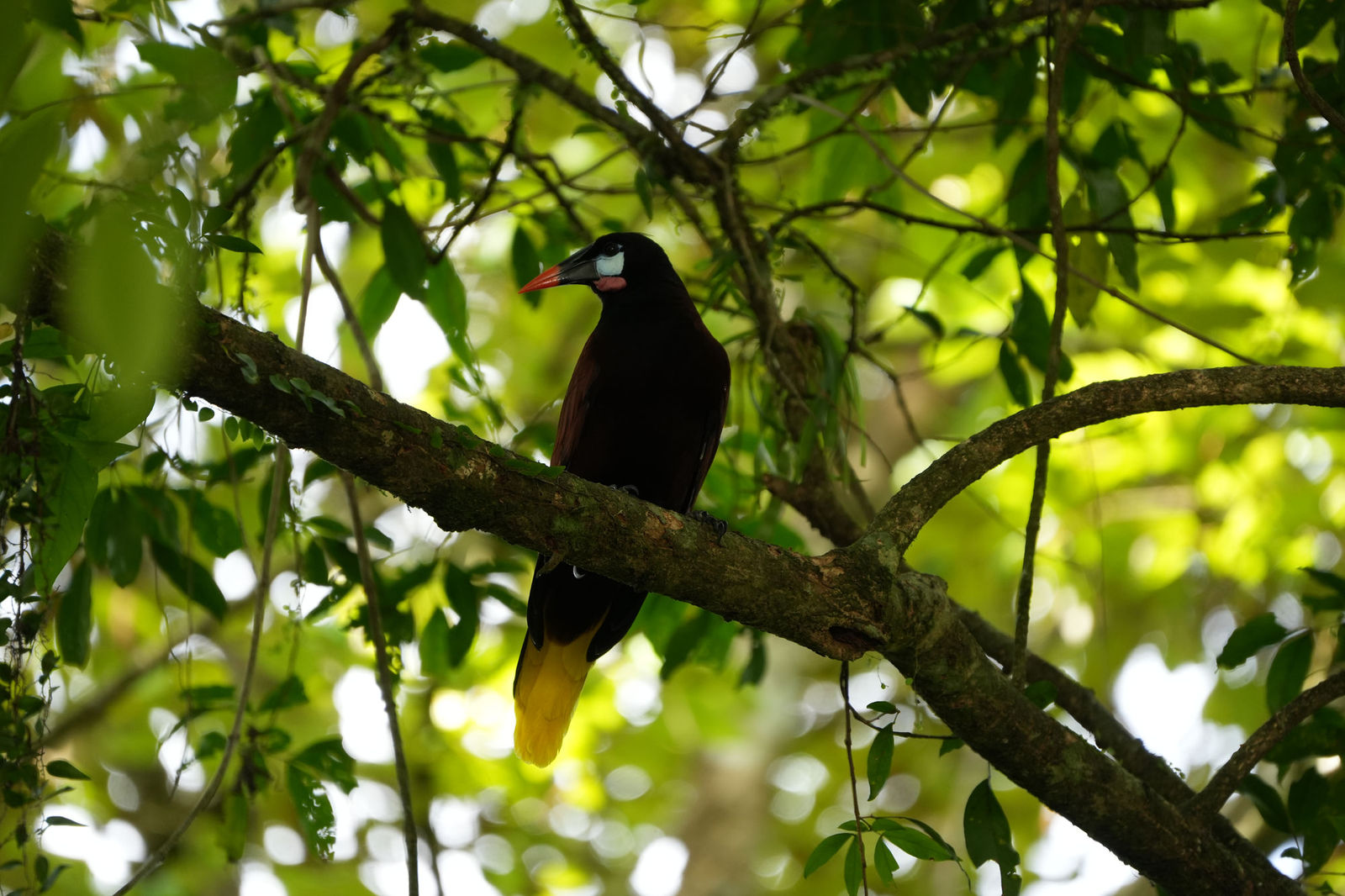Montezuma Oropendola