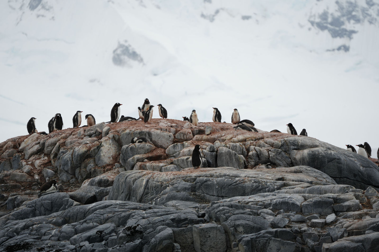 Gentoo Penguins