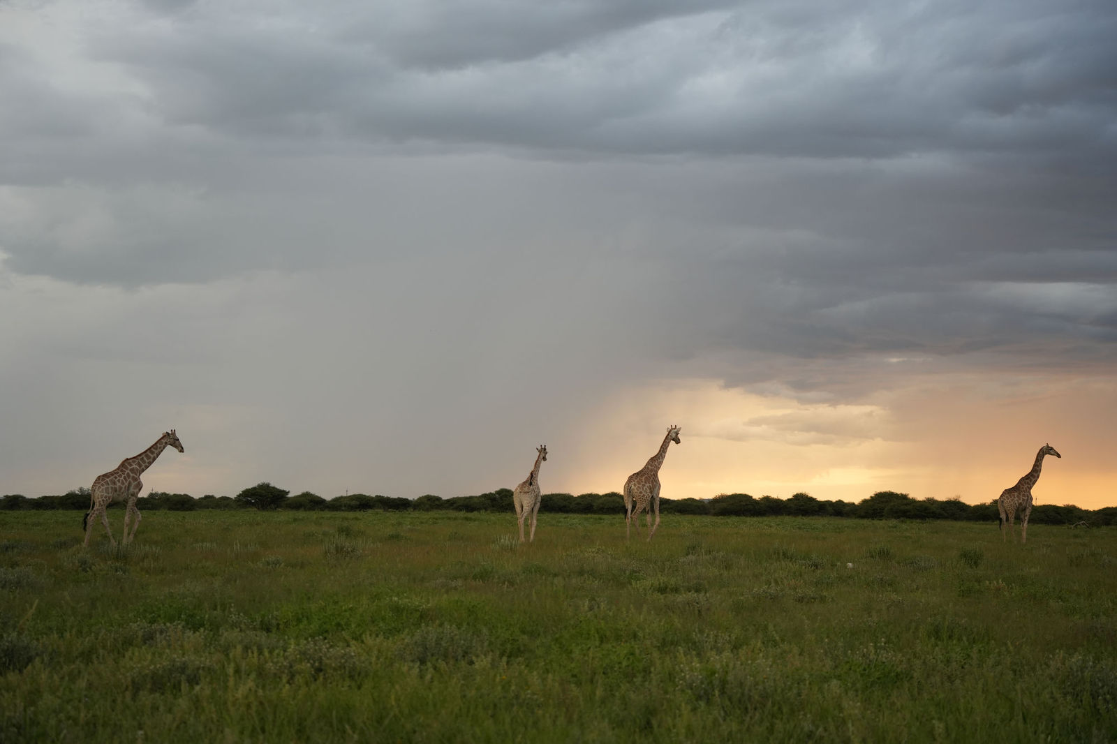 Giraffes