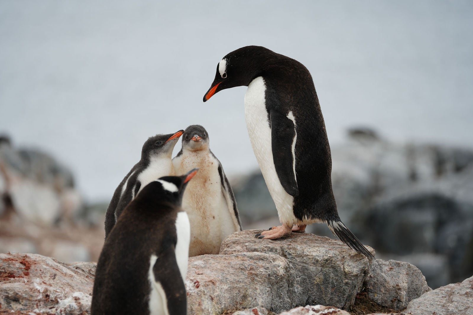Gentoo Penguins