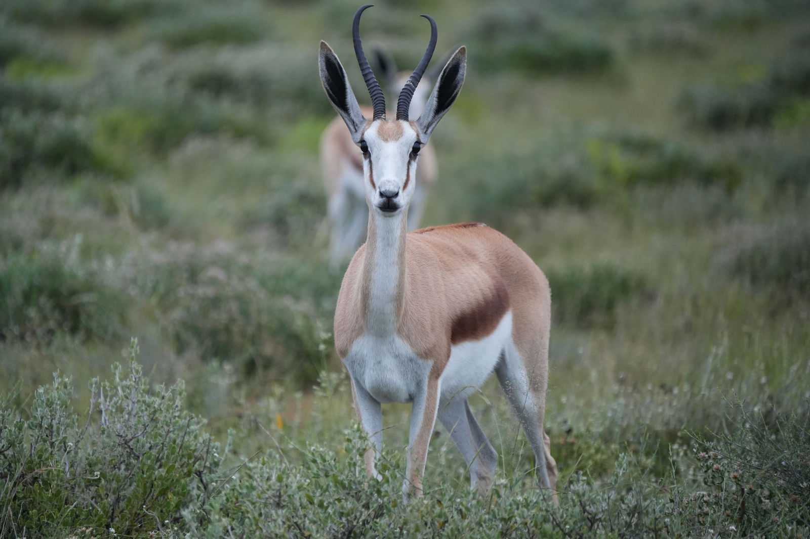 Springbok