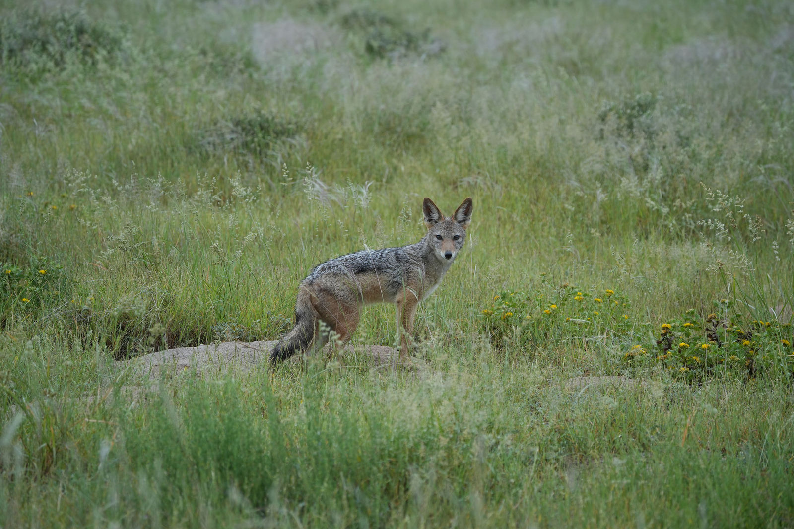 Black-Backed Jackal