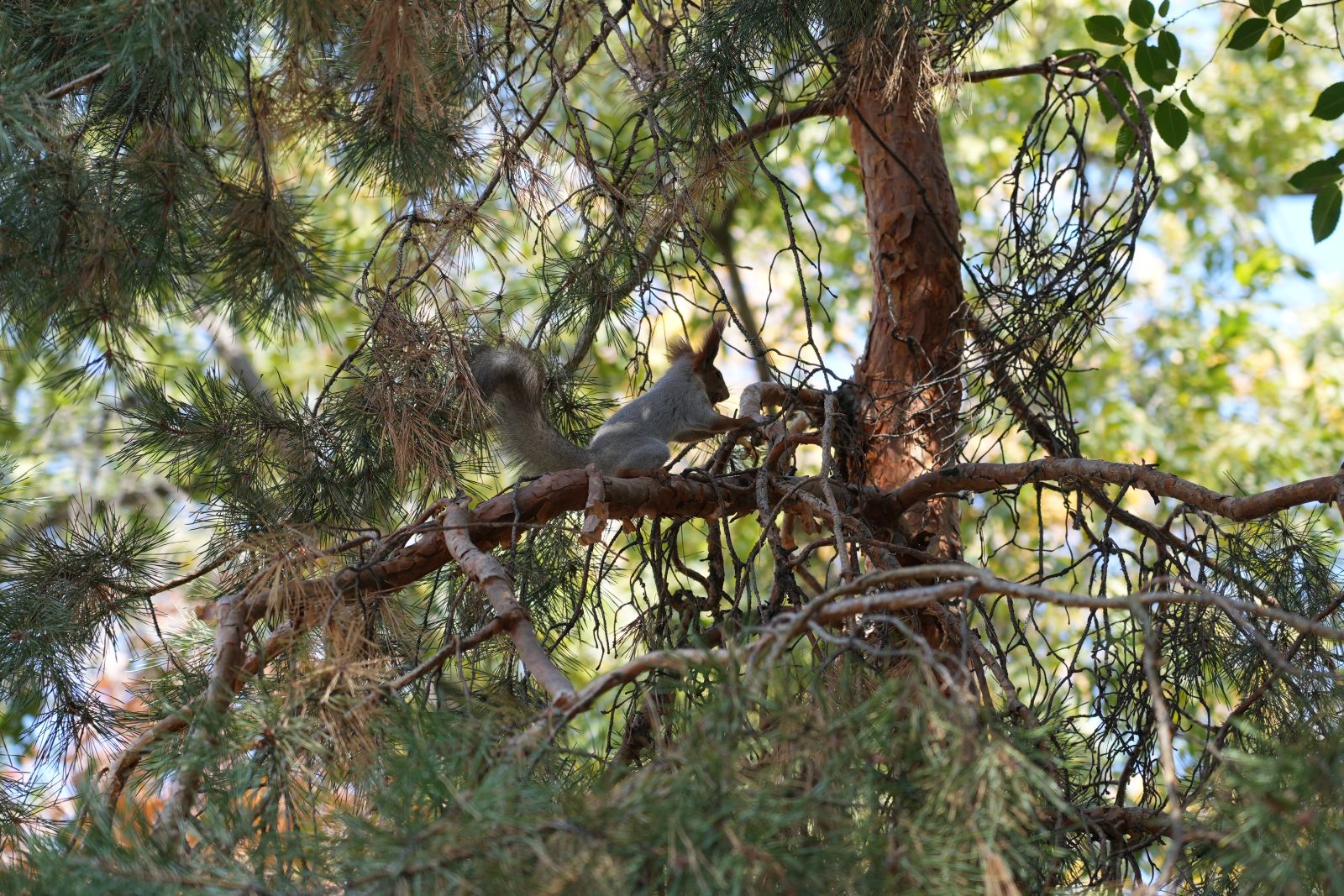Teleut Squirrel