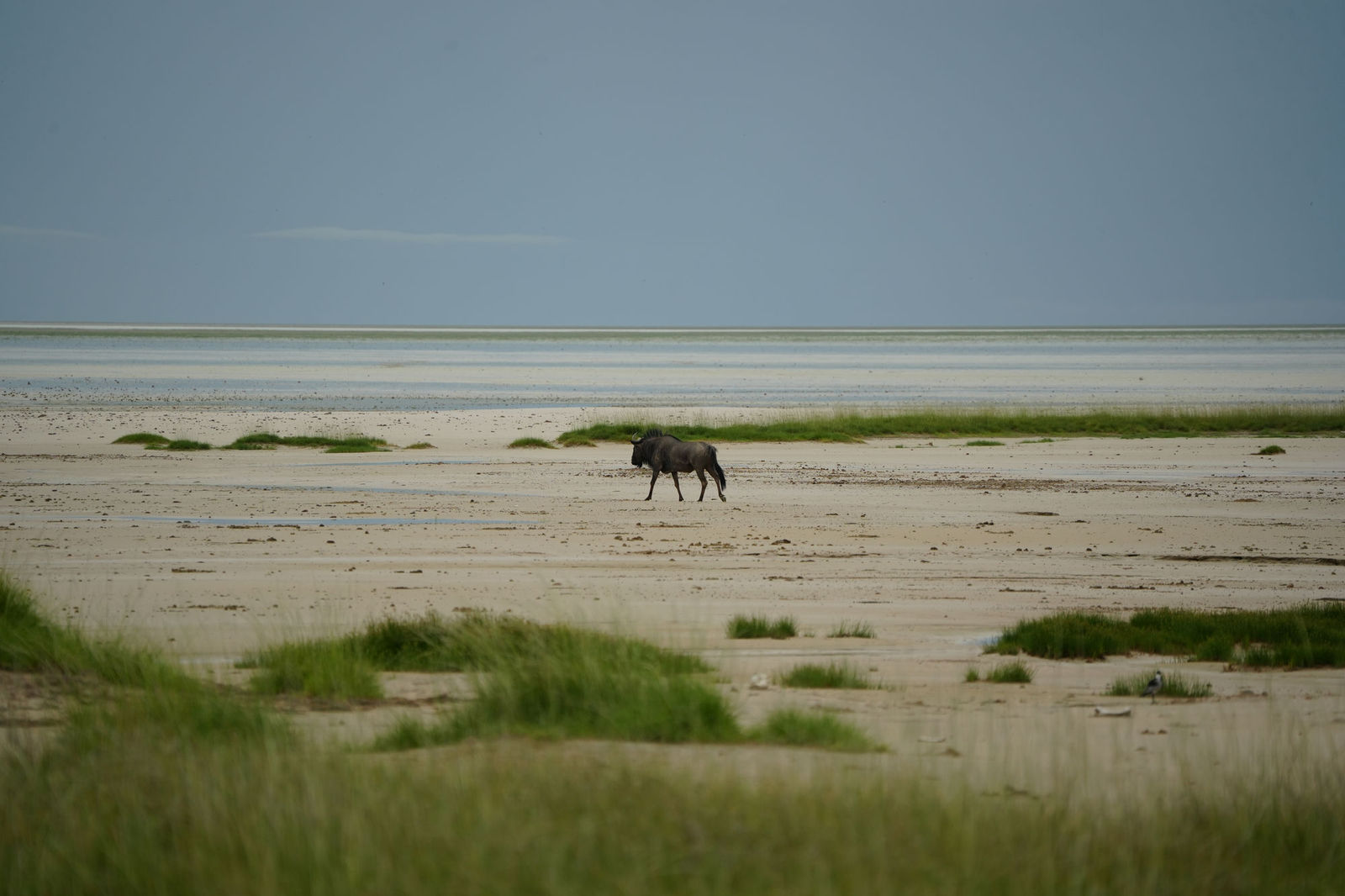 Wildebeest