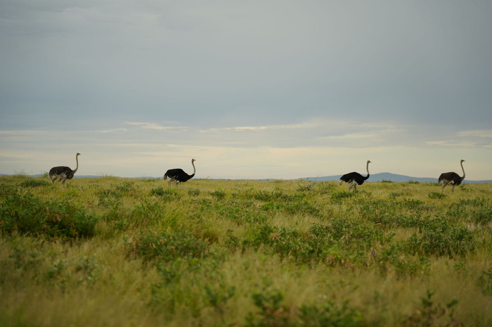Ostriches