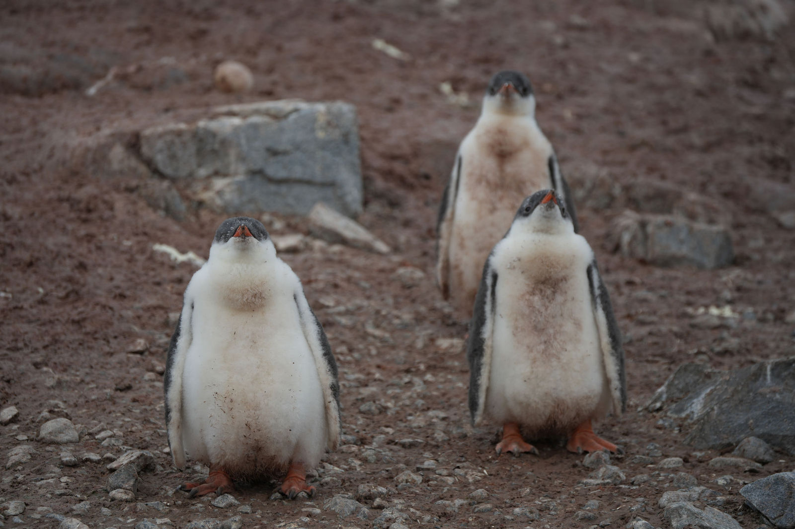 Gentoo Penguins