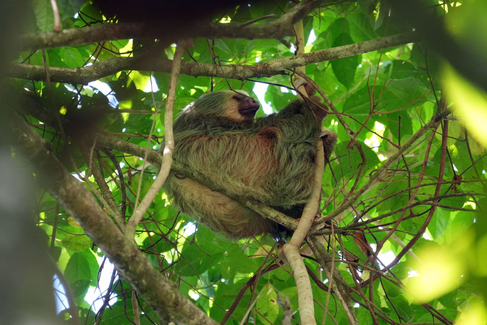 Hoffmann's Two-toed Sloth