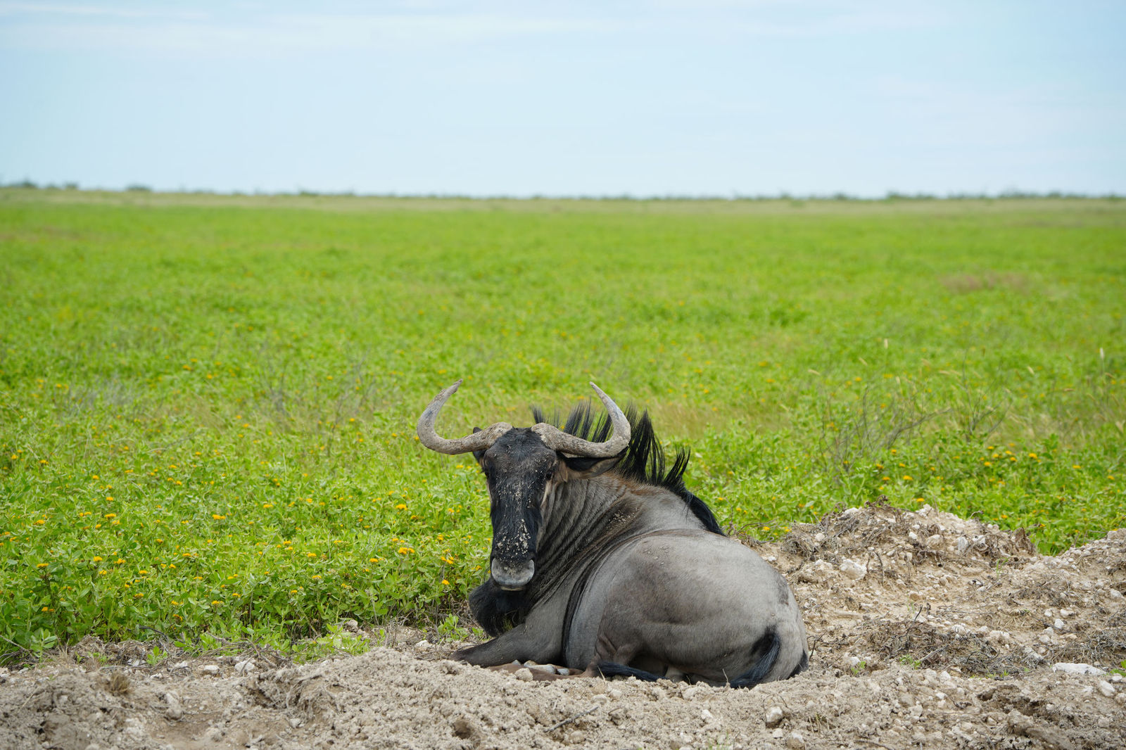 Wildebeest
