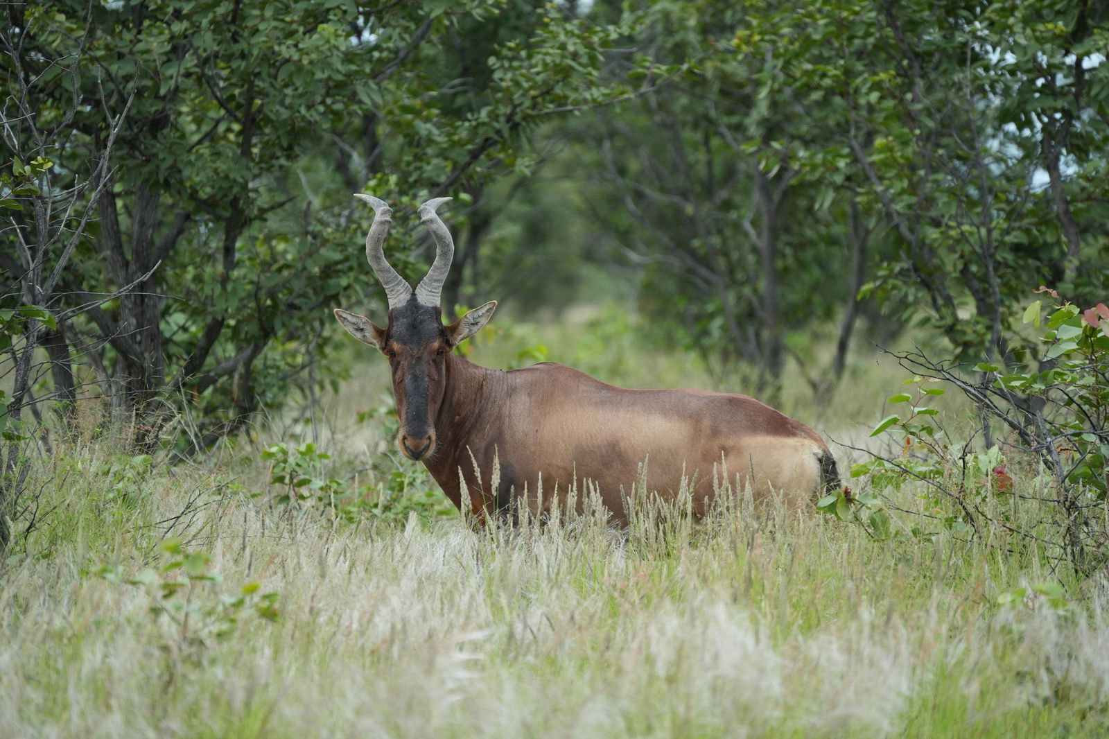 Red Hartebeest