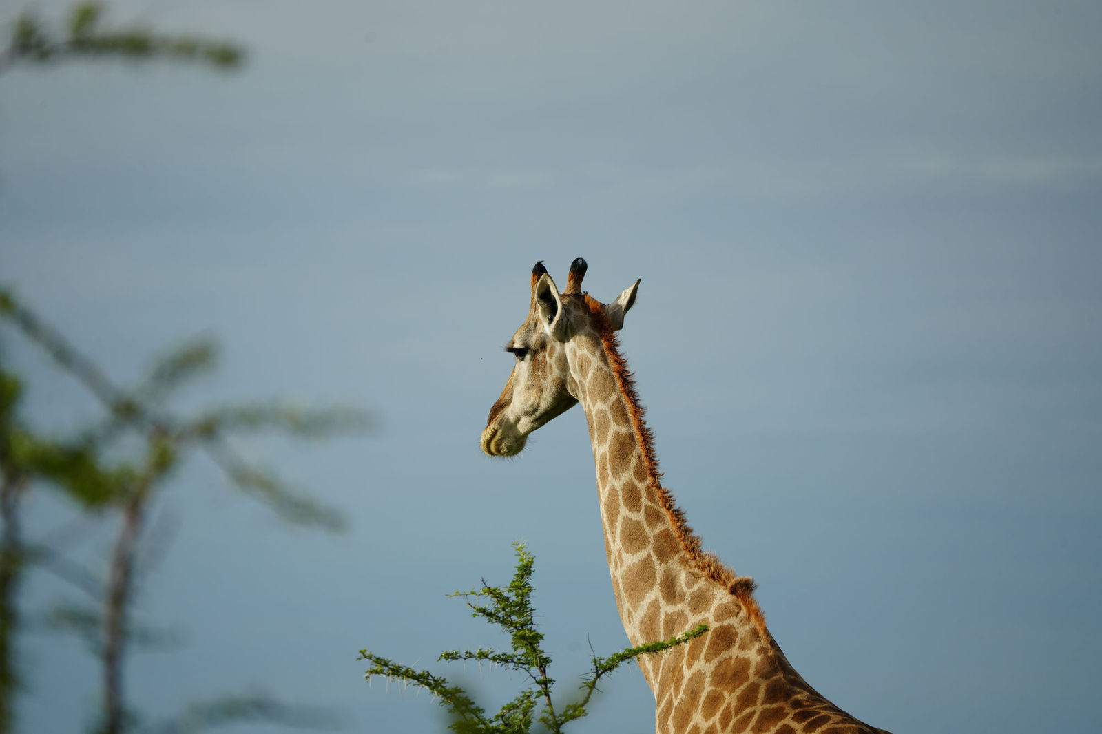 Giraffe