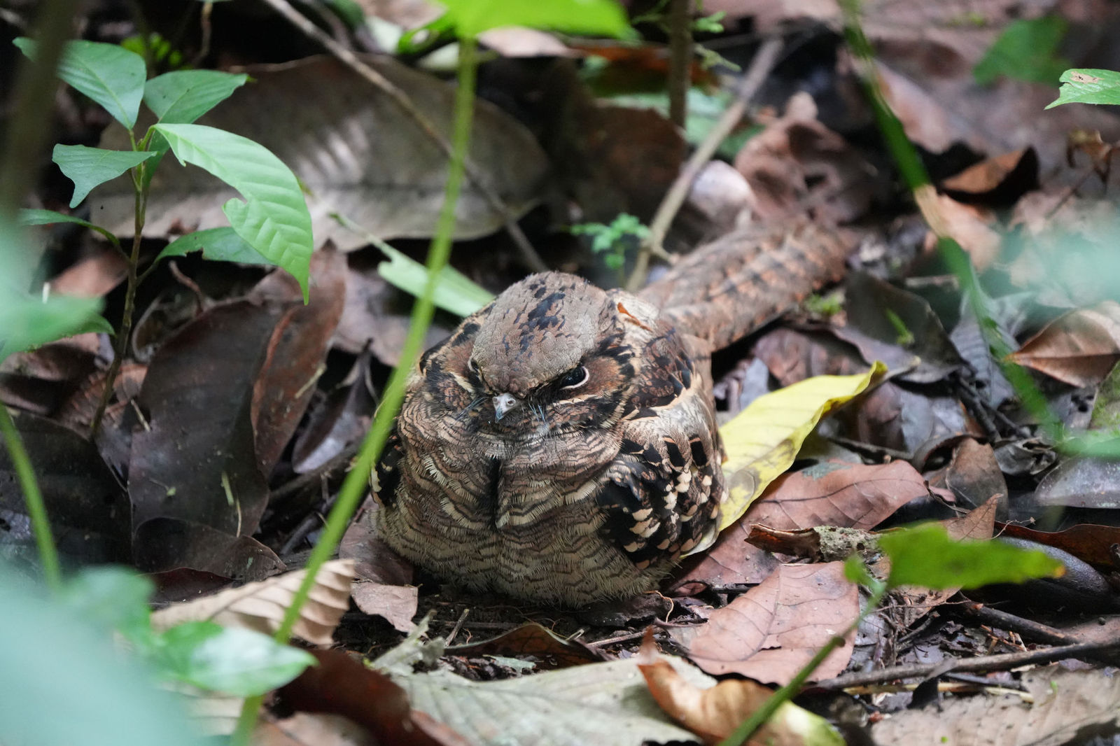 Common Pauraque