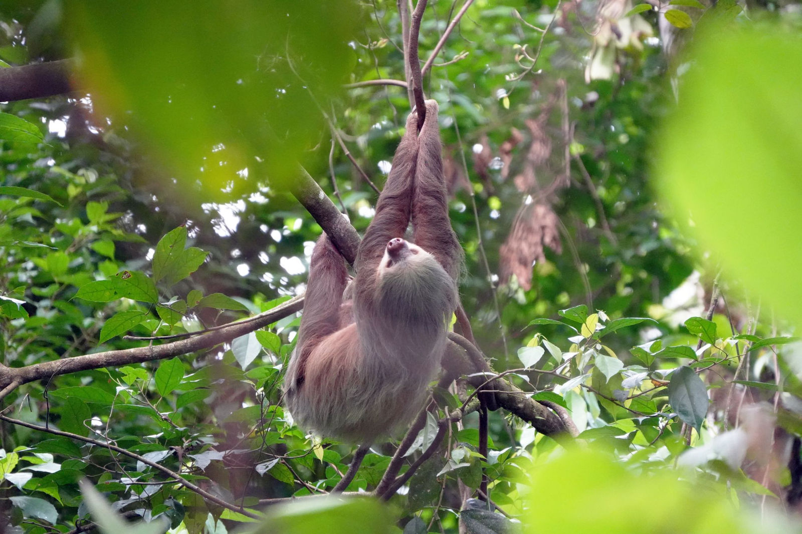 Hoffmann's Two-toed Sloth