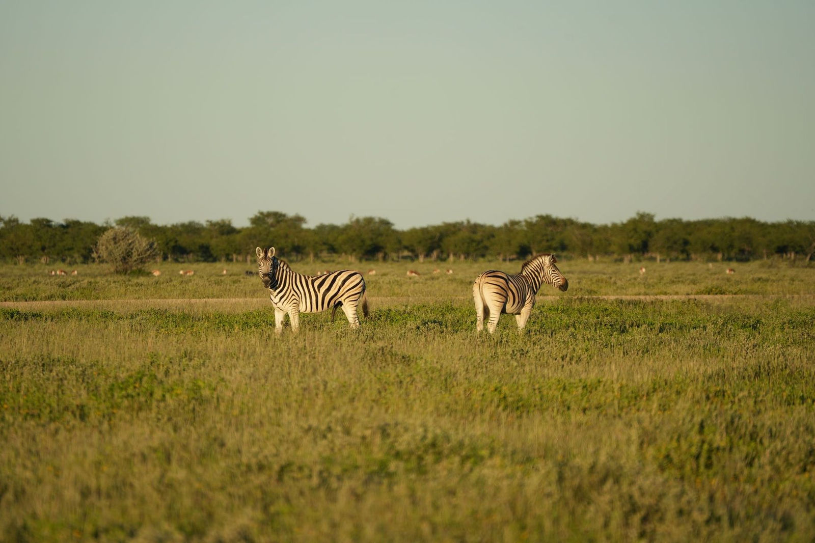 Plains Zebras