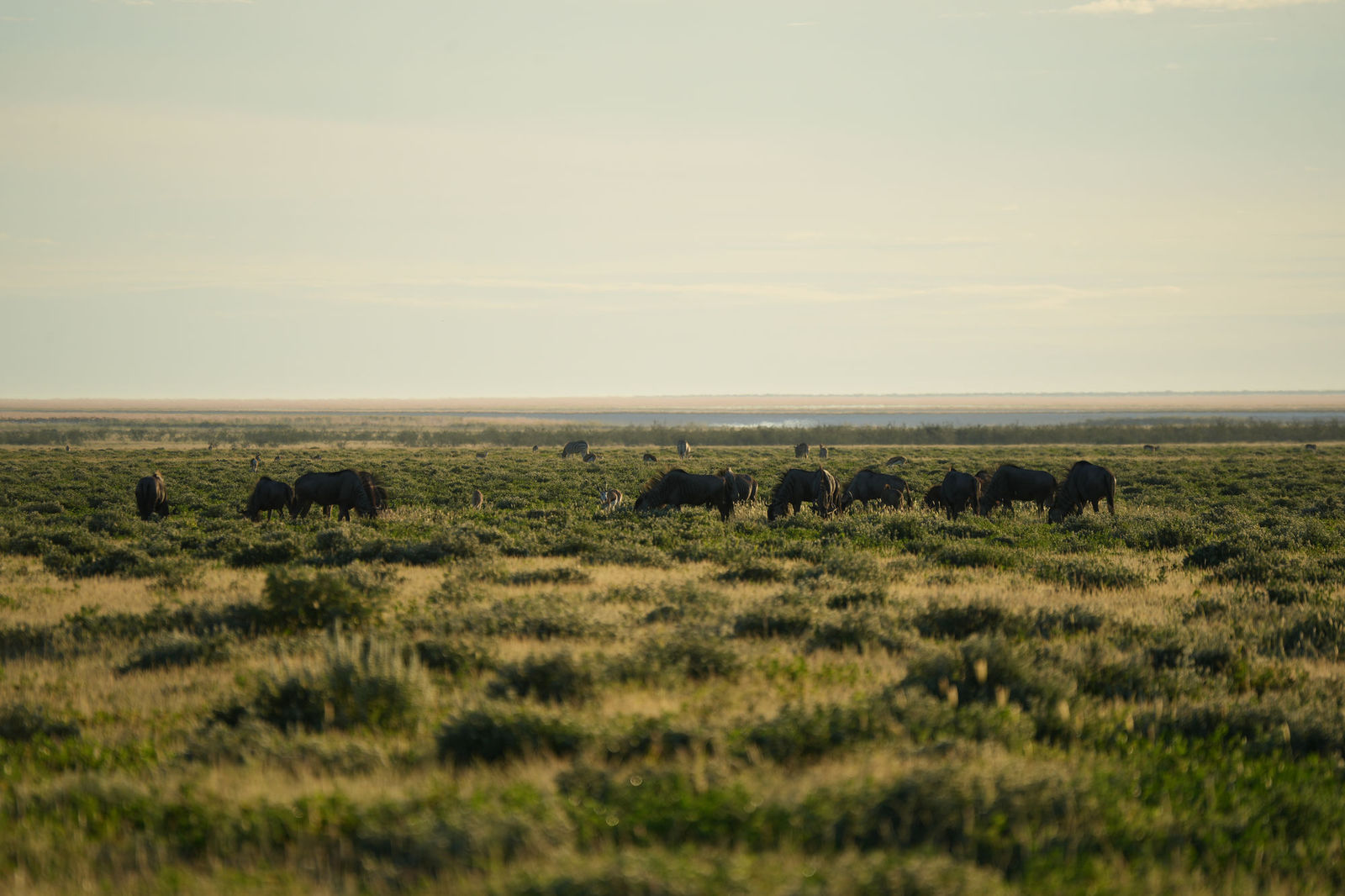 Wildebeests