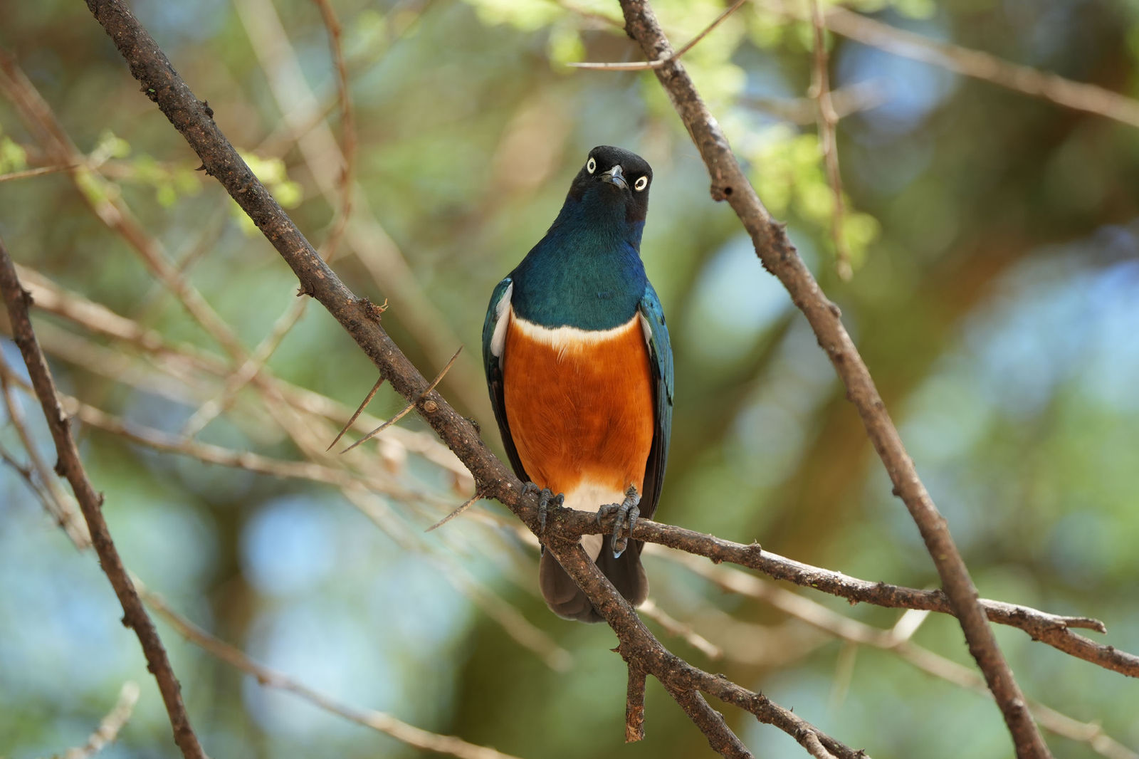 Superb Starling