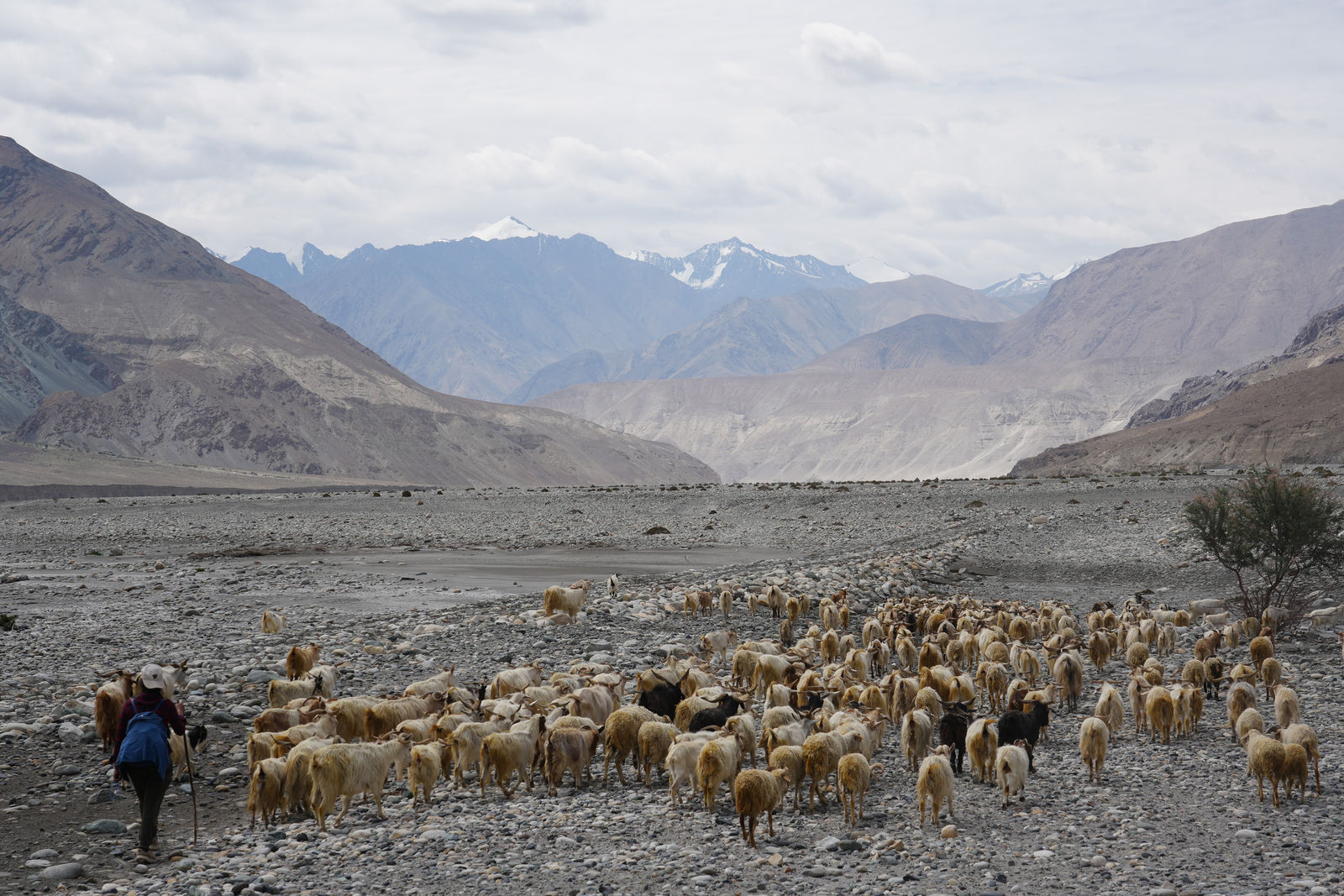 Leh to Pangong Lake
