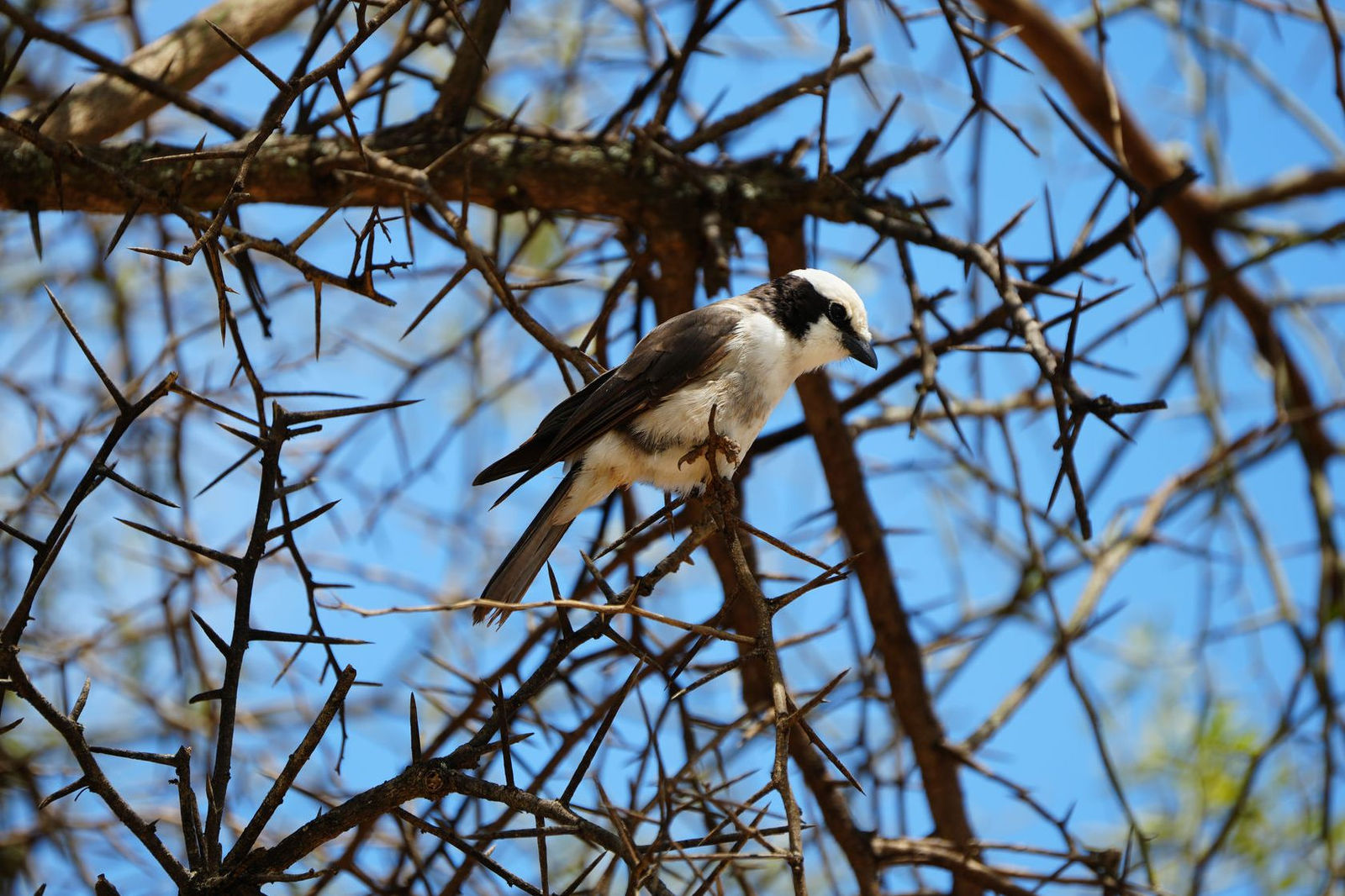 Northern White-Crowned Shrike