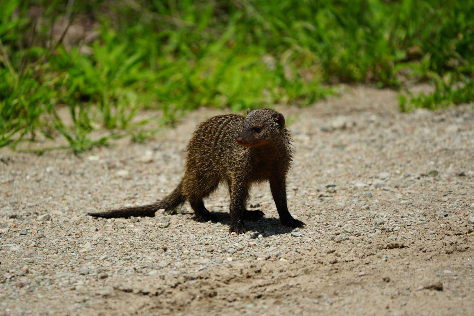 Banded Mongoose