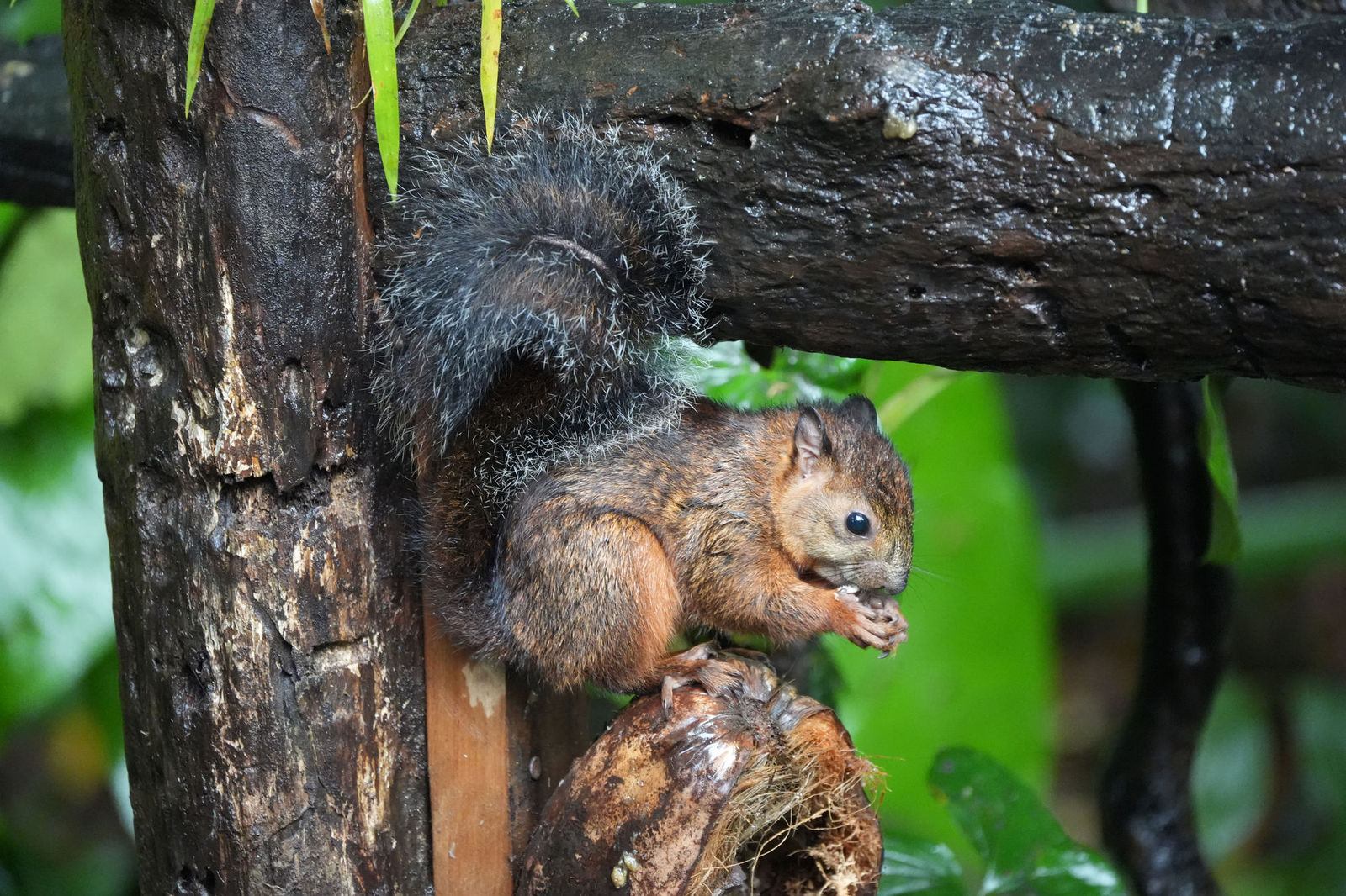 Red-tailed Squirrel